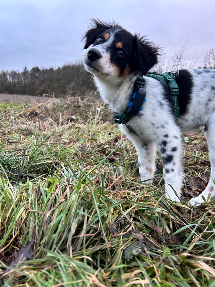 Hundetreffen-Gemeinsames Spazieren-Profilbild