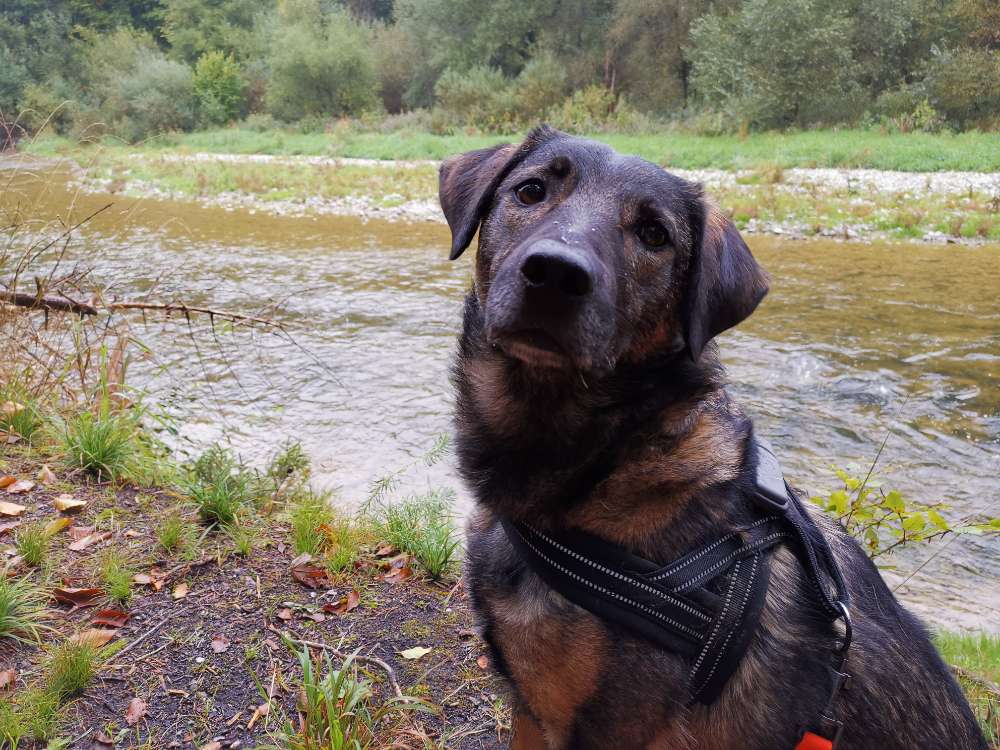 Hundetreffen-Gassi gehen und Wanderungen-Profilbild