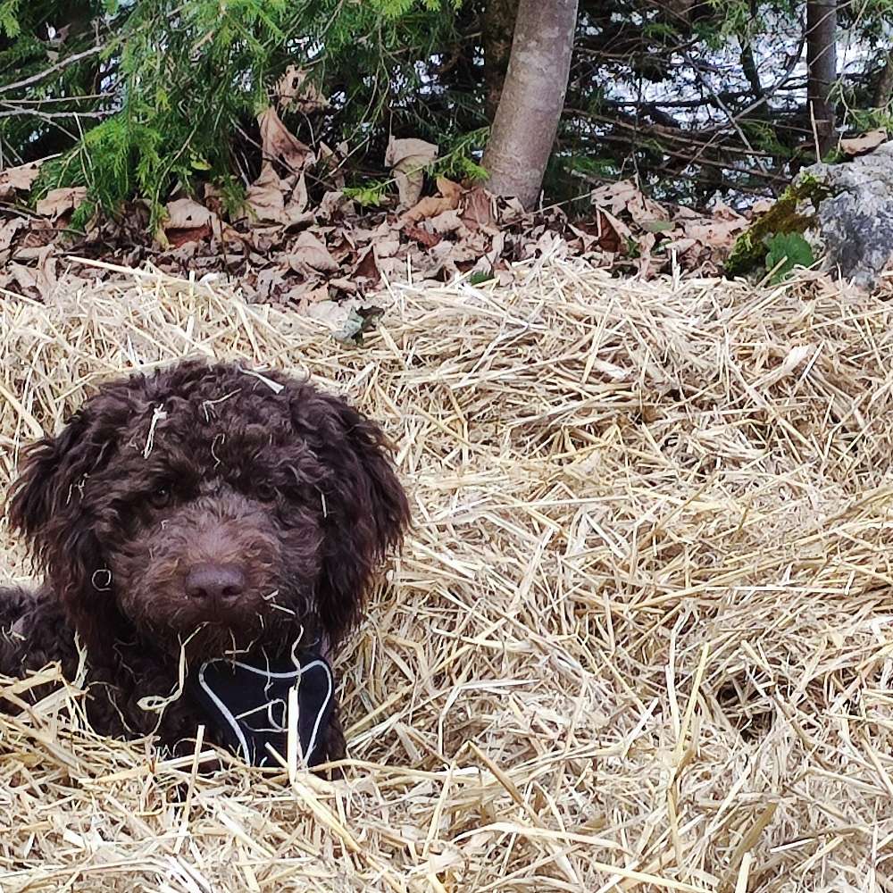 Hundetreffen-Lagotto Treffen-Profilbild