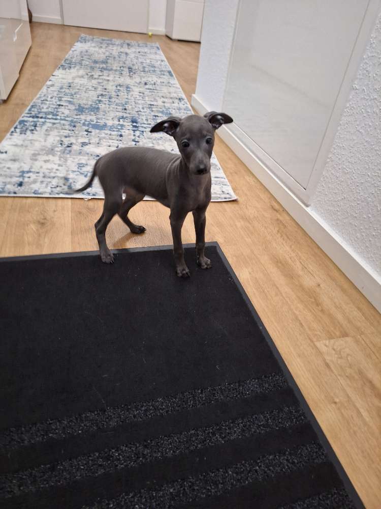 Hundetreffen-Italienisches Windspiel sucht Freunde zum spielen-Profilbild