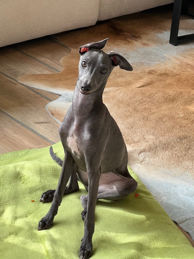 Hundetreffen-Suche Gassifreunde-Profilbild