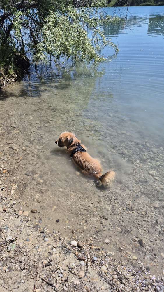 Hundetreffen-Social walks und Play Dates-Profilbild