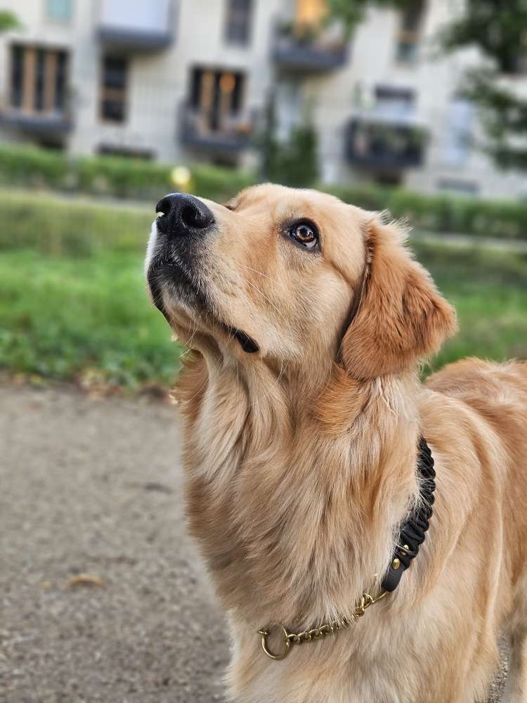 Hundetreffen-Trainingspartner und/oder Freund gesucht-Profilbild