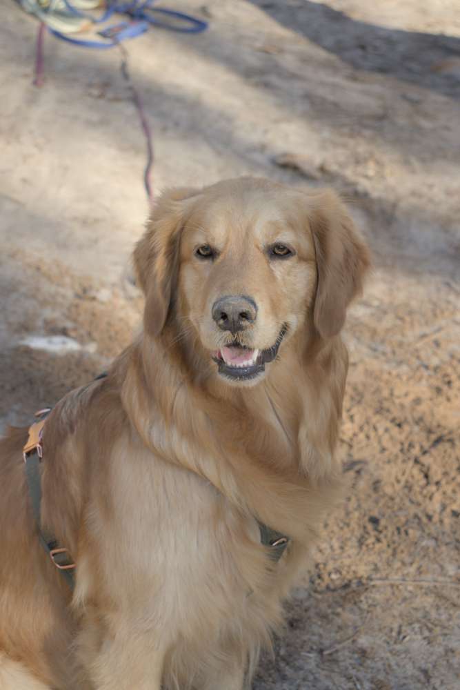 Hundetreffen-Gassifreunde gesucht-Profilbild