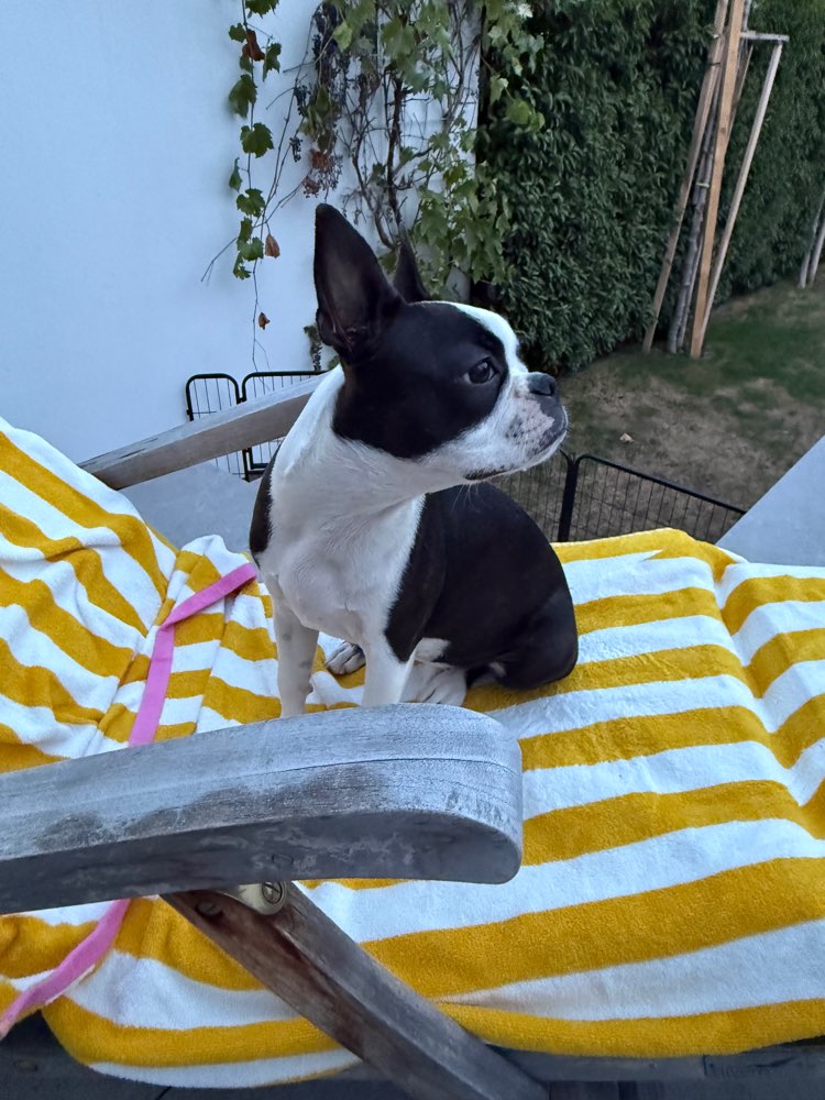 Hundetreffen-Kölner Boston Terrier-Profilbild