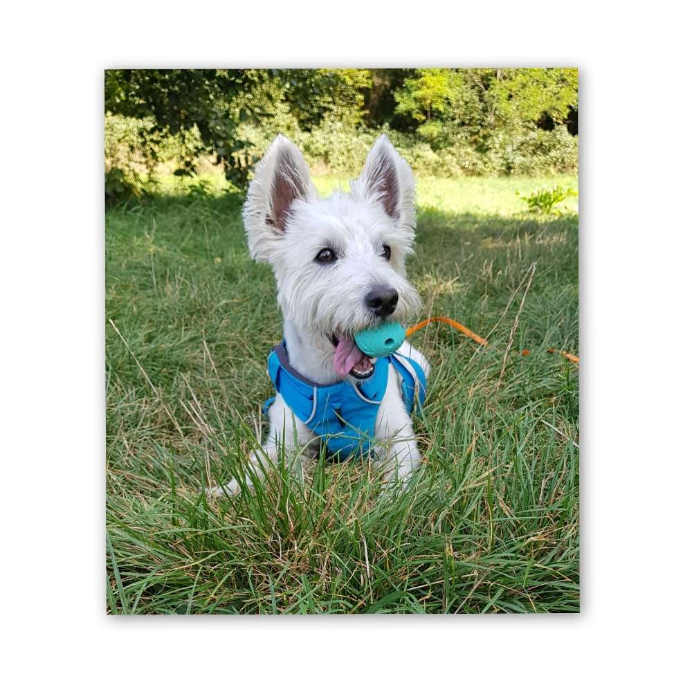 Hundetreffen-Loki sucht eine kleine Hundefreundin-Profilbild