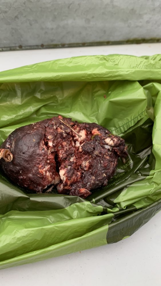 Giftköder-Eventuell Giftköder-Profilbild