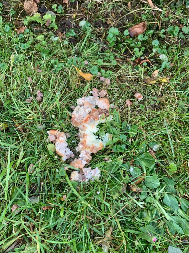 Giftköder-Brot mit Fleischstückchen-Profilbild