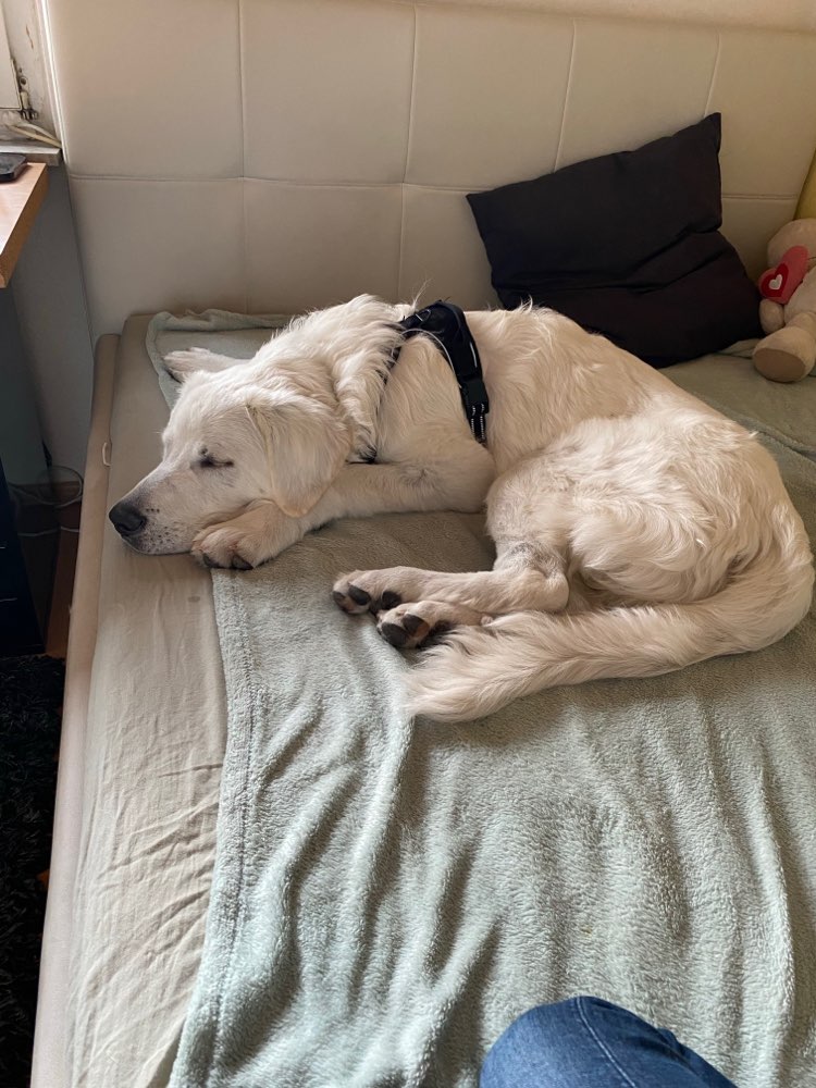 Hundetreffen-Junghundtreffen in Hamm-Profilbild