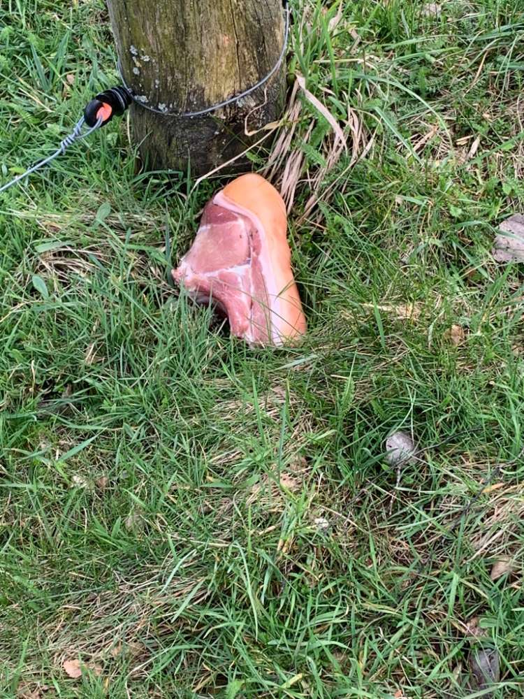 Giftköder-Riesige Fleischbrocken-Profilbild