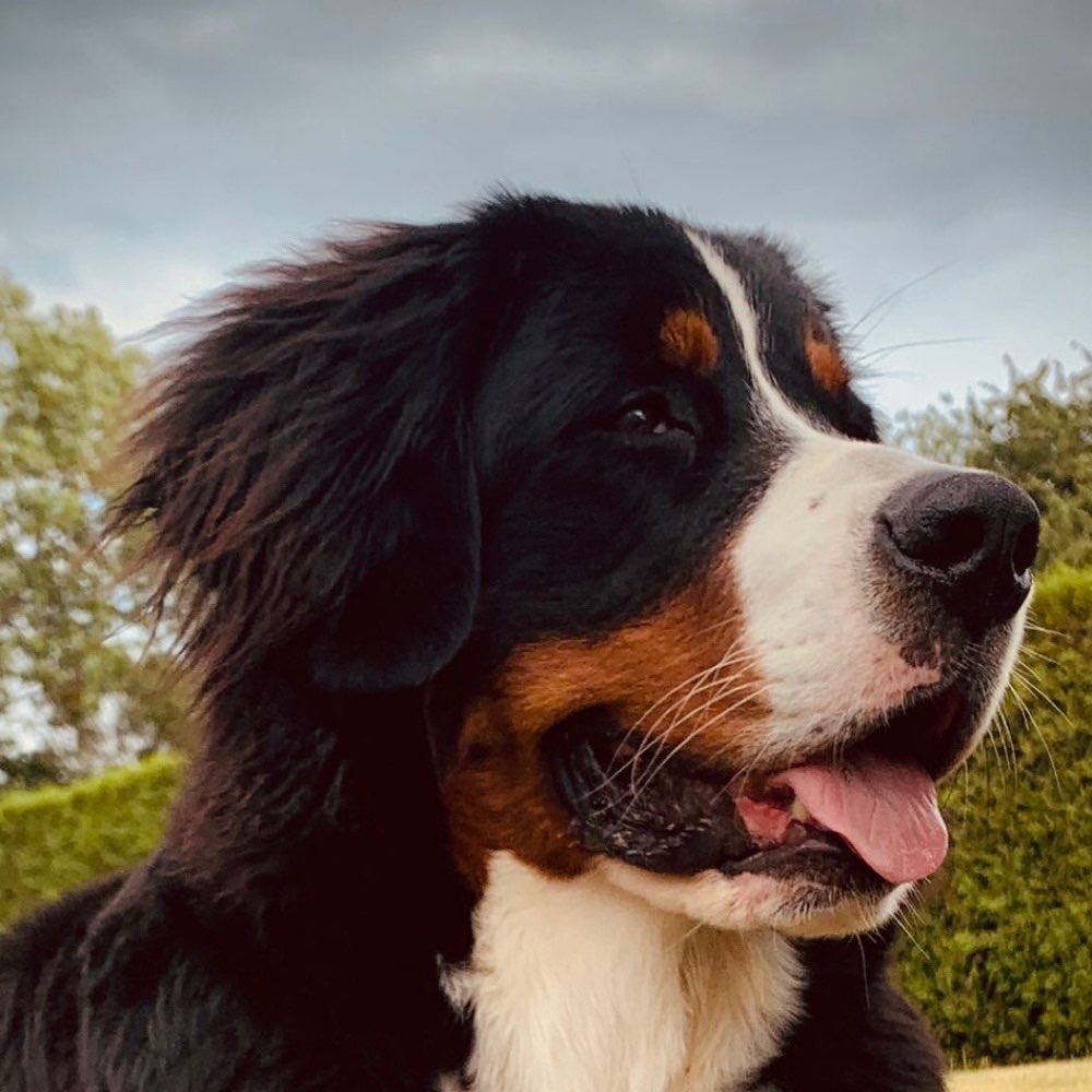 Hundetreffen-Berner Mädchen Ida sucht Hundefreund(in)-Profilbild