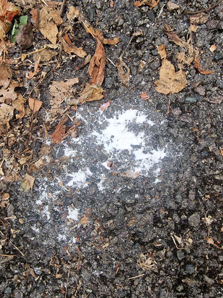 Giftköder-Weißes Pulver-Profilbild