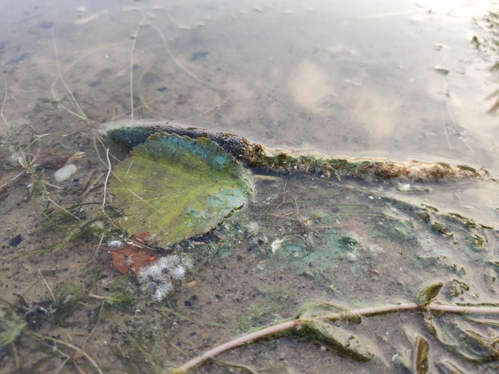 Giftköder-Blaualgen alte Weser-Profilbild
