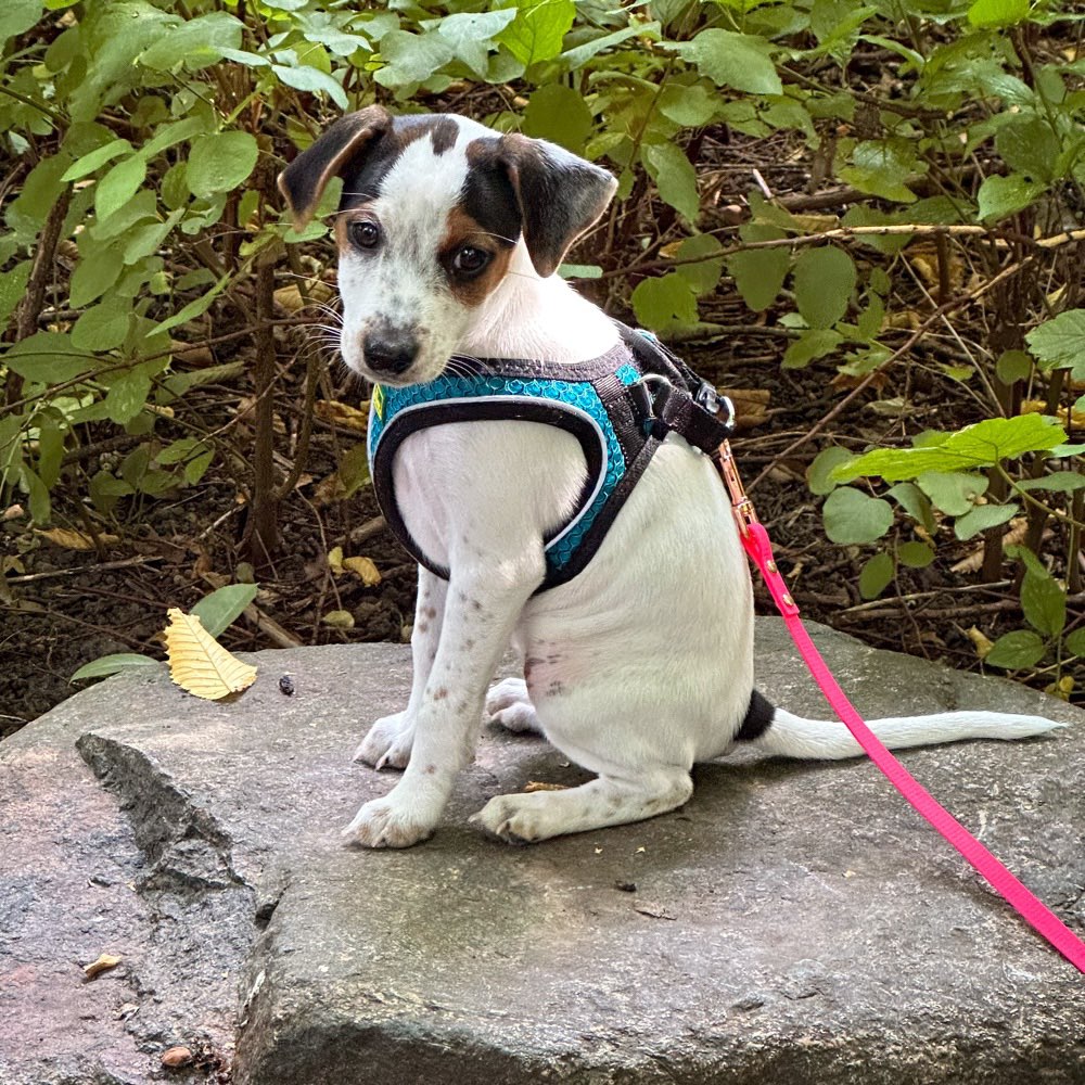 Hundetreffen-Welpen- und Junghunde-Treff in Hamburg-Hamm-Profilbild