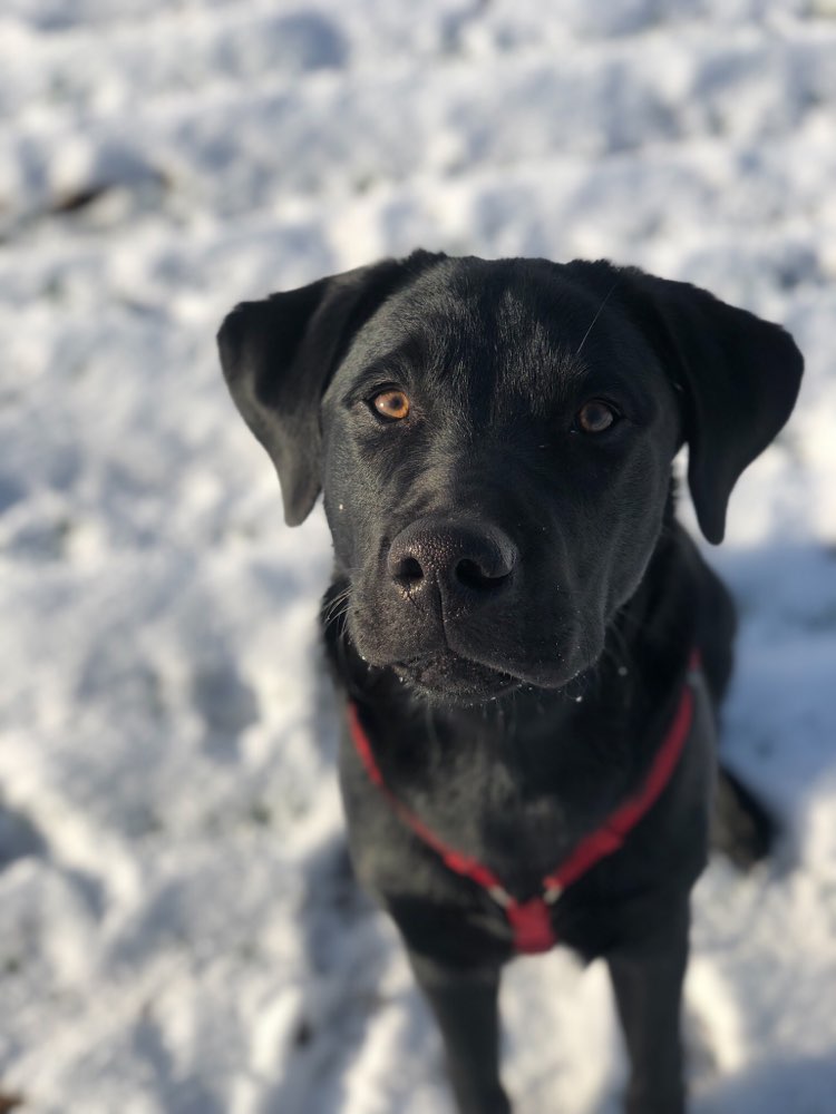 Hundetreffen-Trainingsrunden, Spielen & Toben-Profilbild