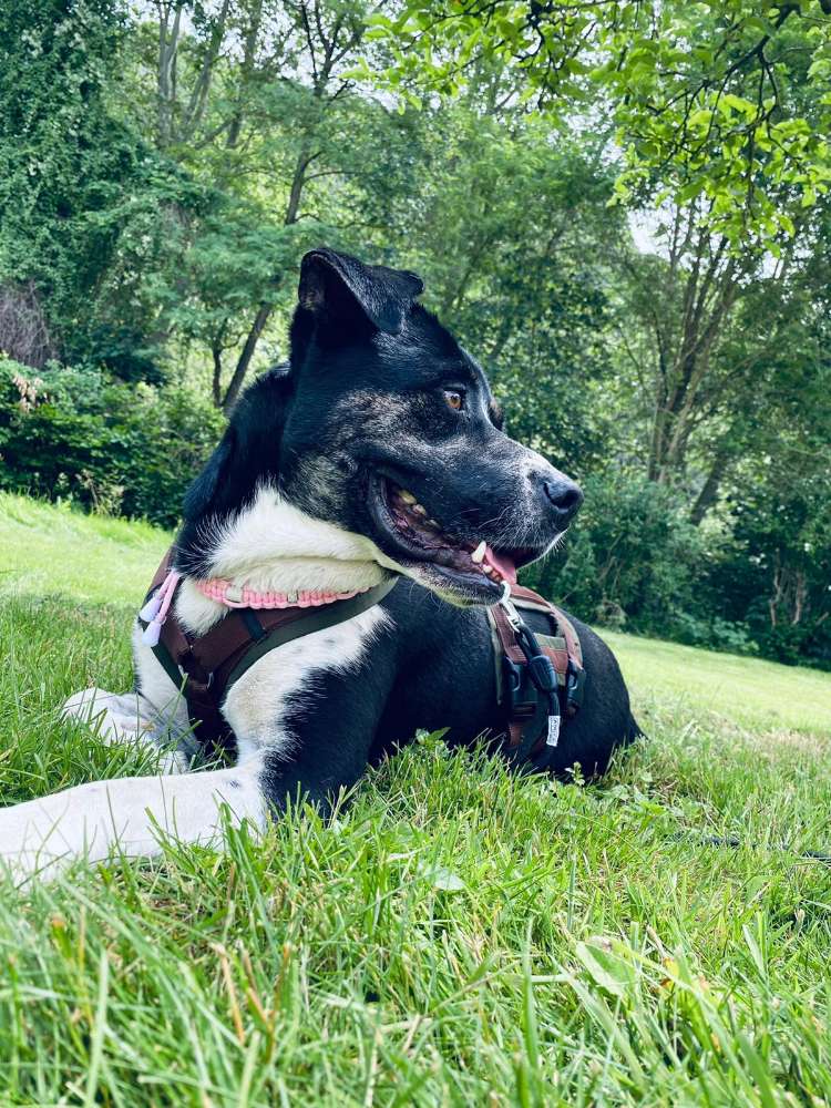 Hundetreffen-Spielen in Eltville-Profilbild