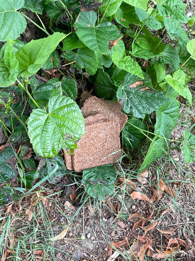 Giftköder-Vorrausichtliche Giftköder "Brot"-Profilbild