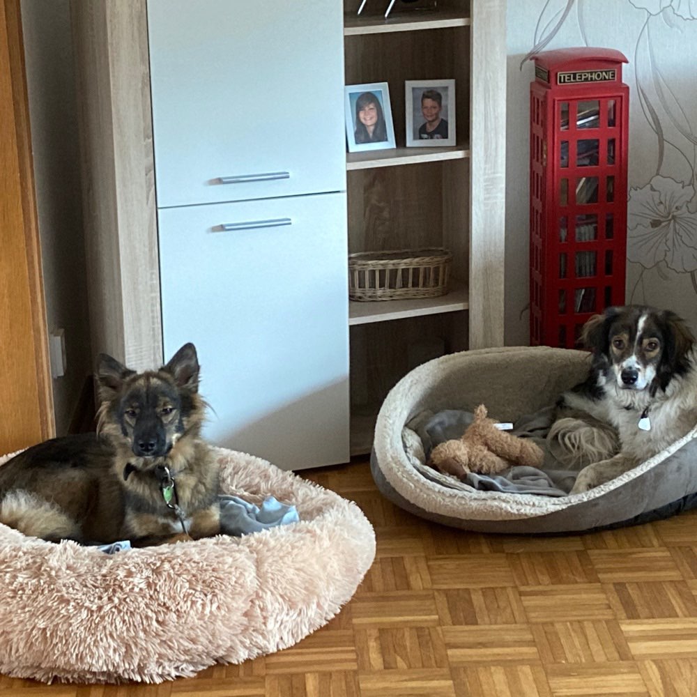 Hundetreffen-Treffen in Eich/Andernach-Profilbild