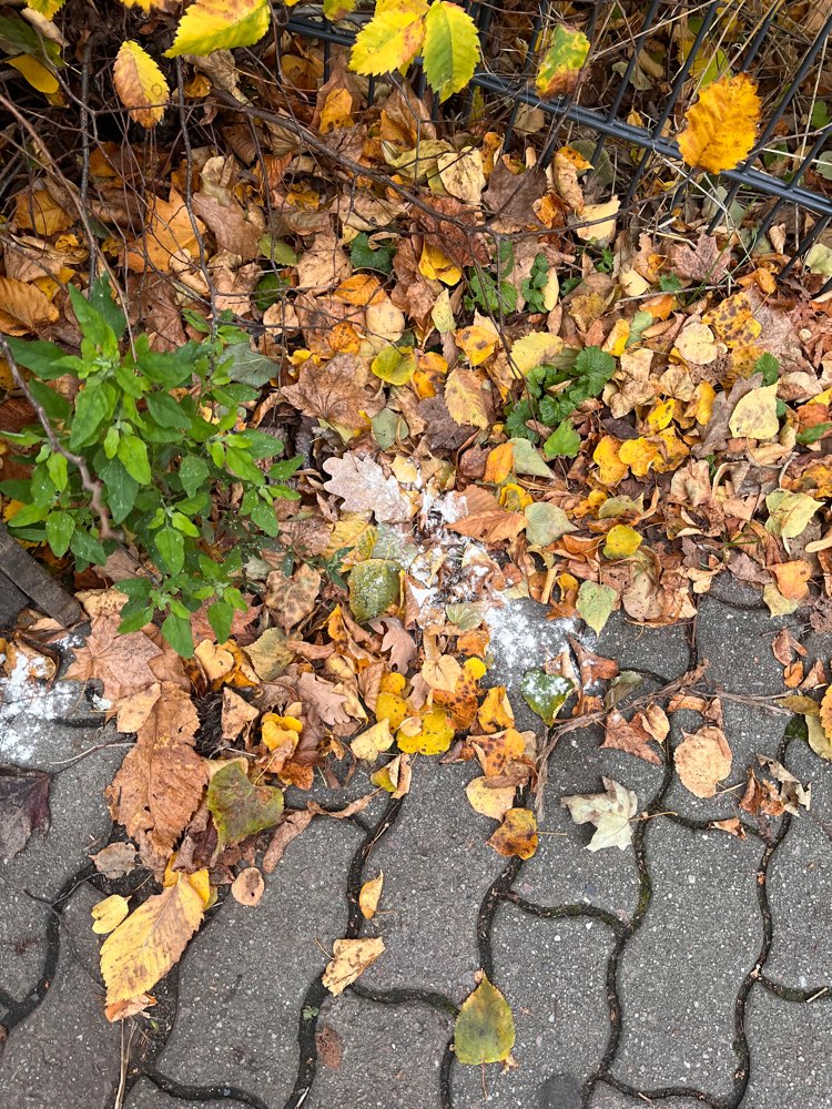 Giftköder-White powder Volkspark Friedrichshain-Profilbild