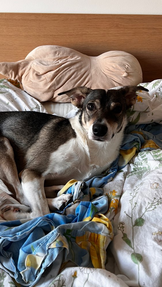 Hundetreffen-Spielen, Gassi, Social Walk und Training-Profilbild