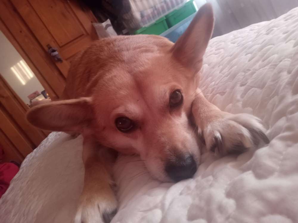 Hundetreffen-Gassi-Runde und Spiel Kamerad gesucht-Profilbild