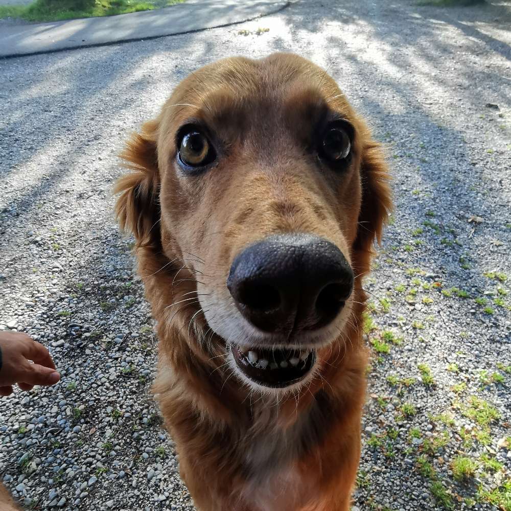 Hundetreffen-Entspanntes spazieren gehen mit gelegentlichen Spieleinheiten-Profilbild