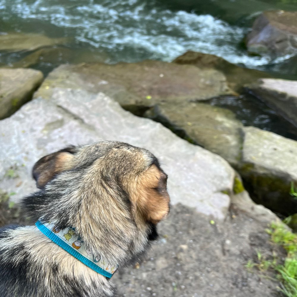 Hundetreffen-Feierabend Gassirunde-Profilbild