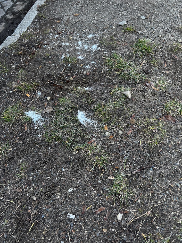 Giftköder-White powder-Profilbild