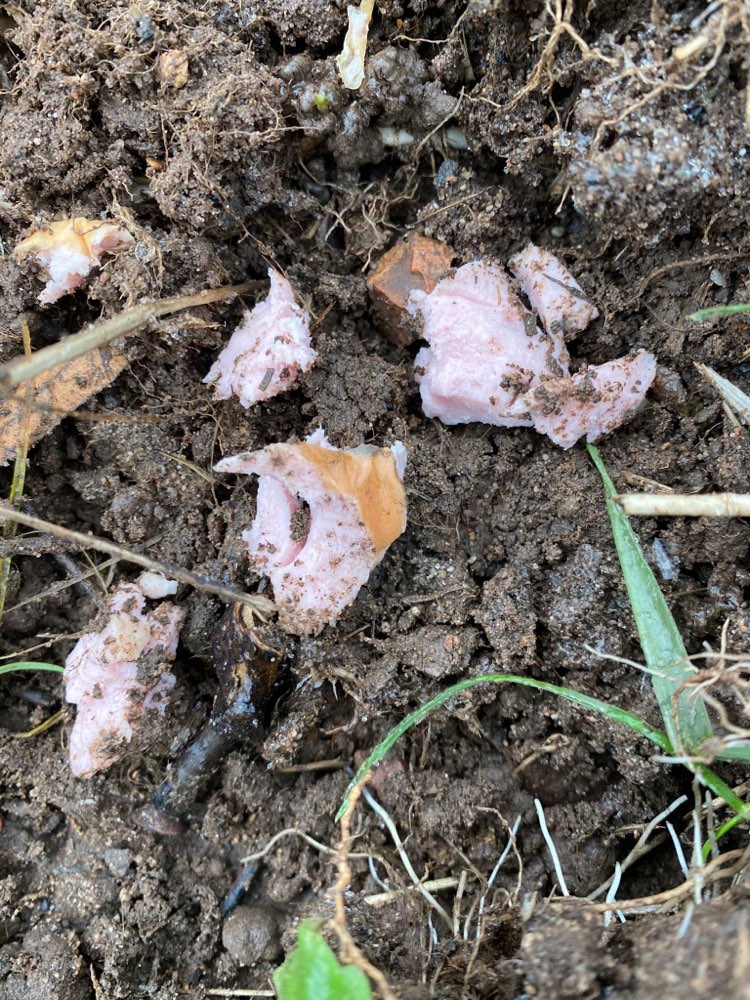 Giftköder-Lyoner auslegung!!!!-Profilbild