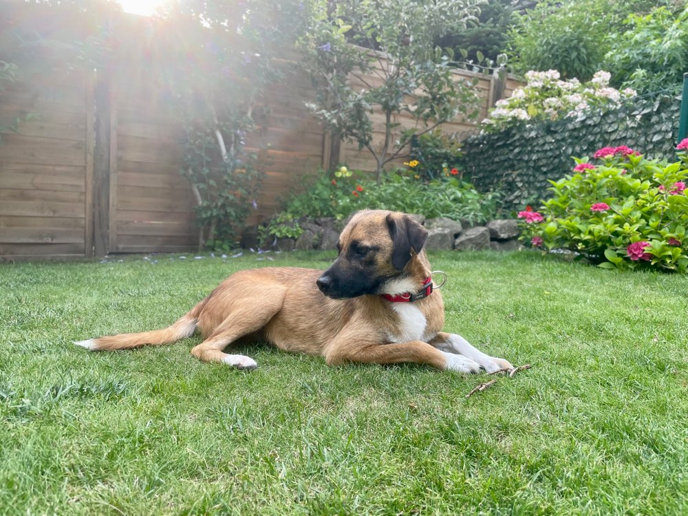 Hundetreffen-junge Rumänin sucht Kumpeline oder Kumpel-Profilbild