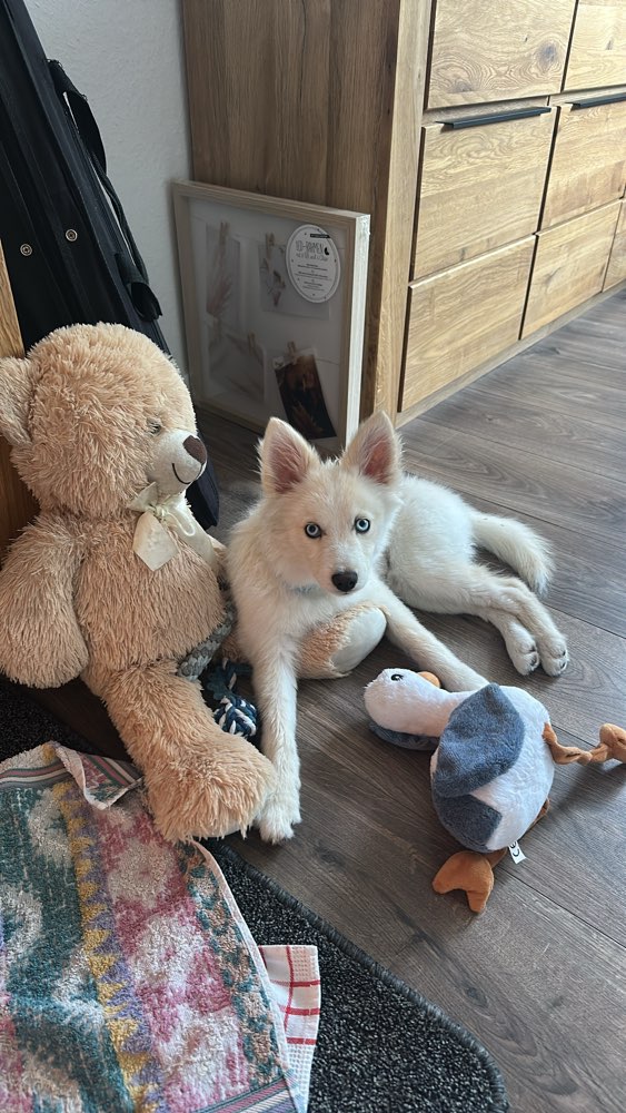 Hundetreffen-Welpen-/Hundetreffen-Profilbild