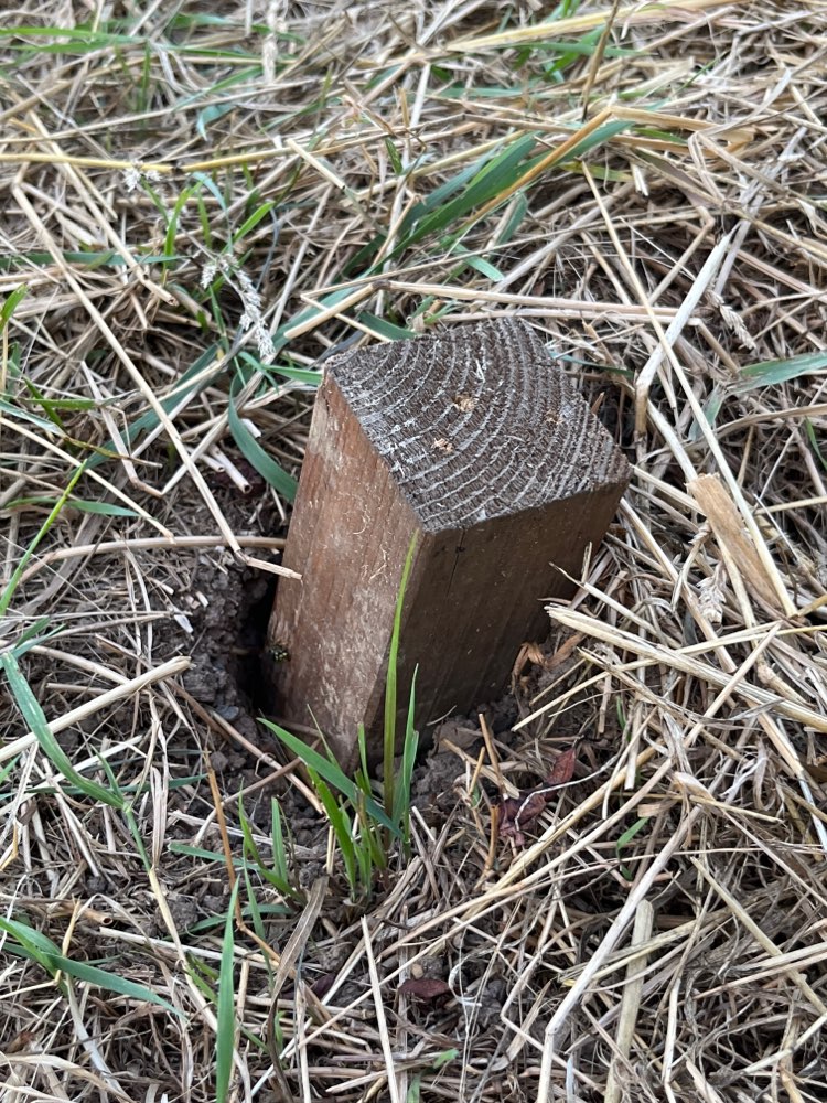 Giftköder-Wespennest in der Erde-Profilbild