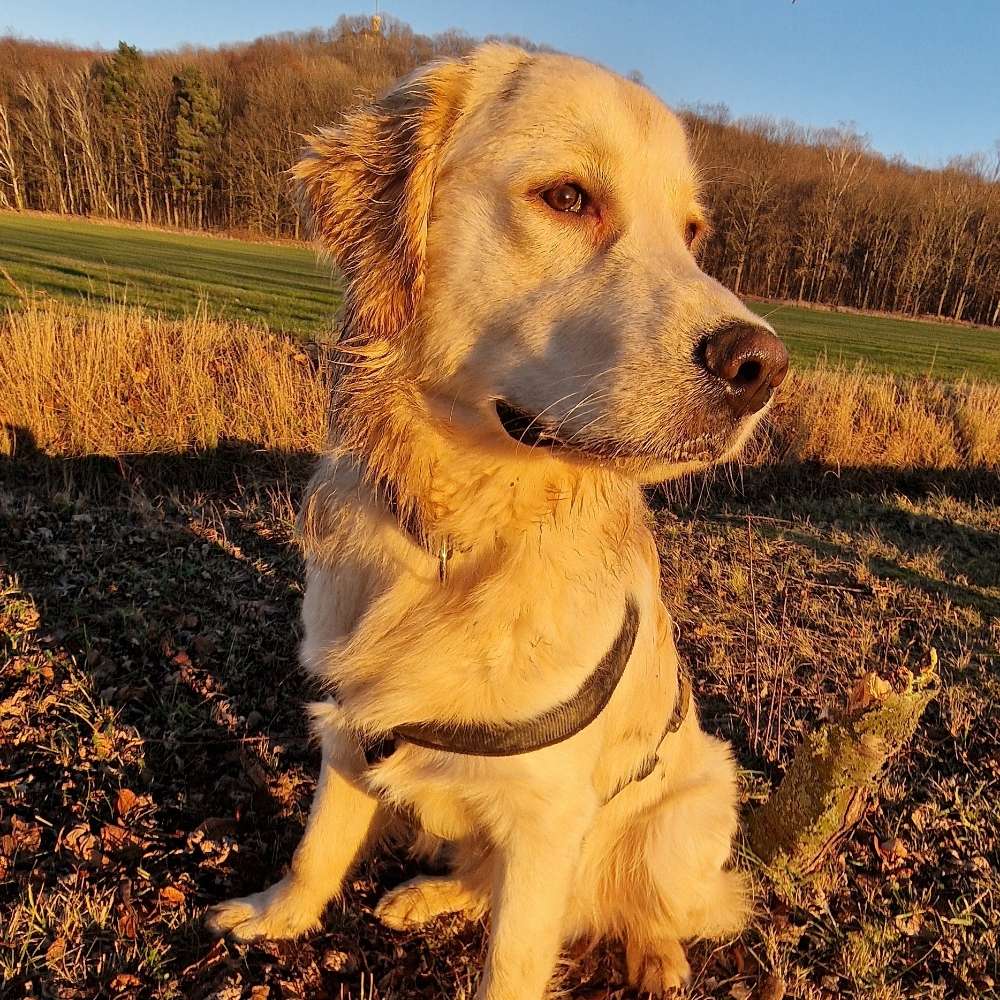 Hundetreffen-Spielgefährten gesucht-Profilbild