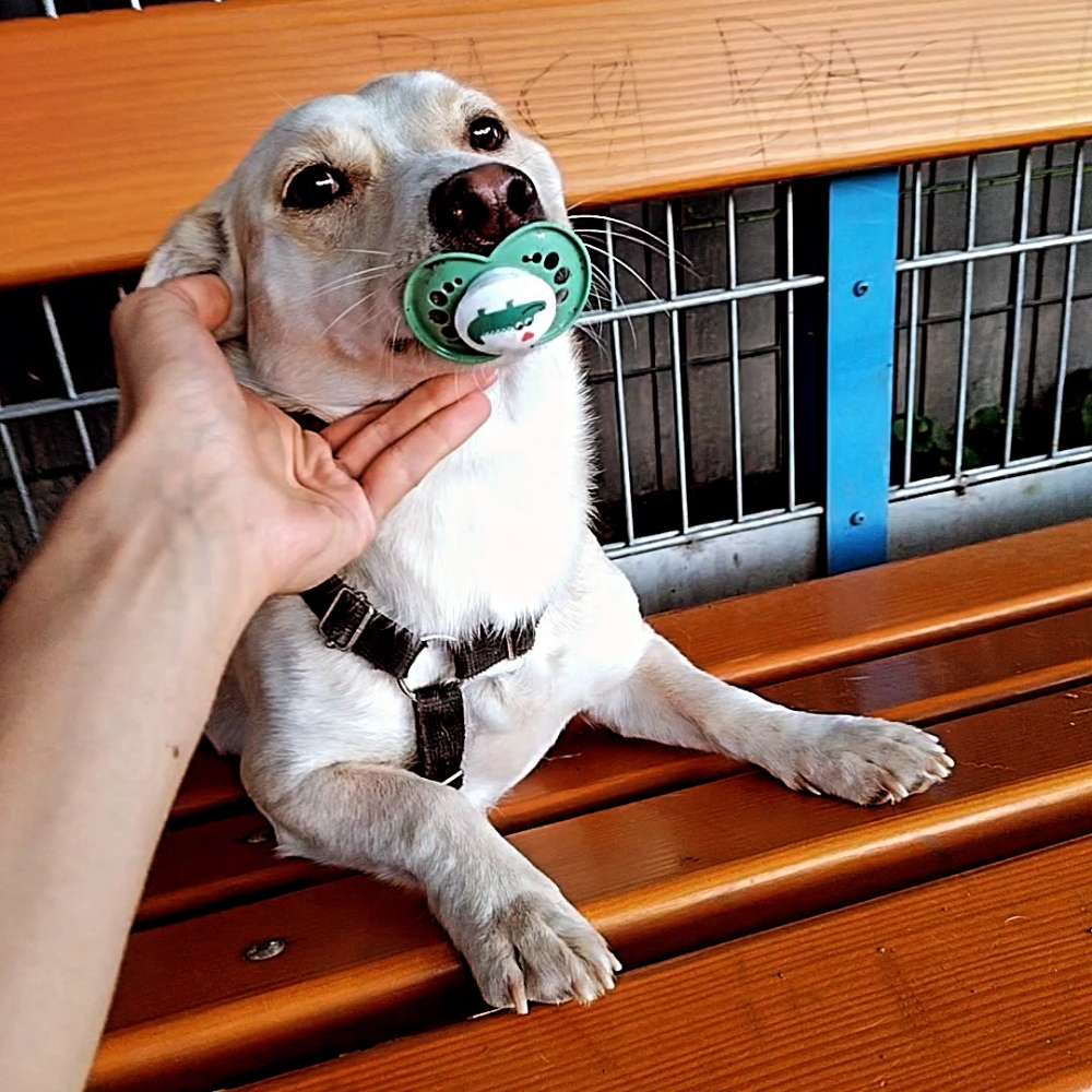 Hundetreffen-Löwygrube, Donauinsel or even an excursion outside of Vienna:)-Profilbild
