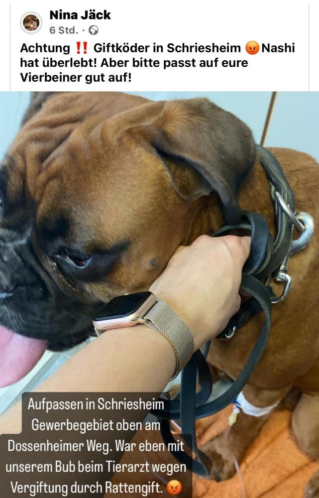 Giftköder-Rattengift-Profilbild