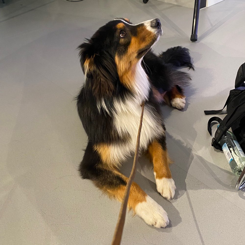 Hundetreffen-Gemeinsamer Spaziergang-Profilbild