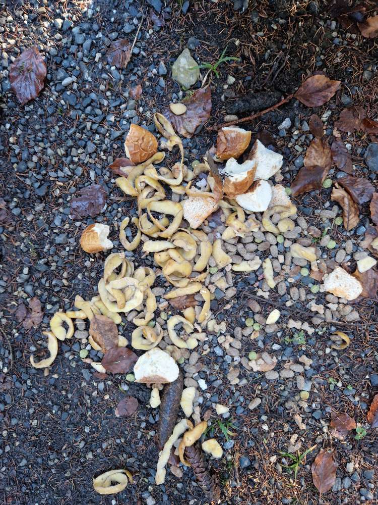 Giftköder-Mögliche Giftköder-Profilbild