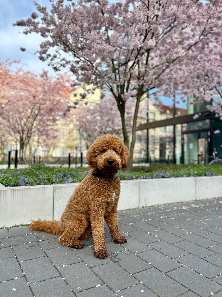 Hundetreffen-Ein ausgeglichenes Hundewesen zum Walken und Lernen gesucht-Profilbild