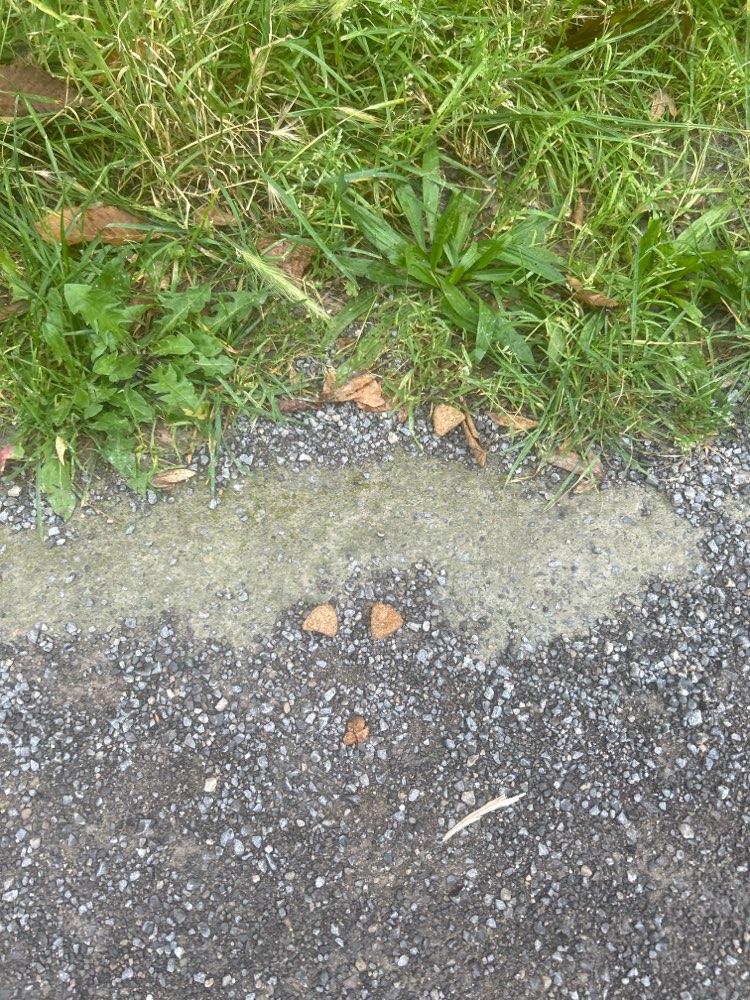 Giftköder-Verdacht auf Giftsköder-Profilbild