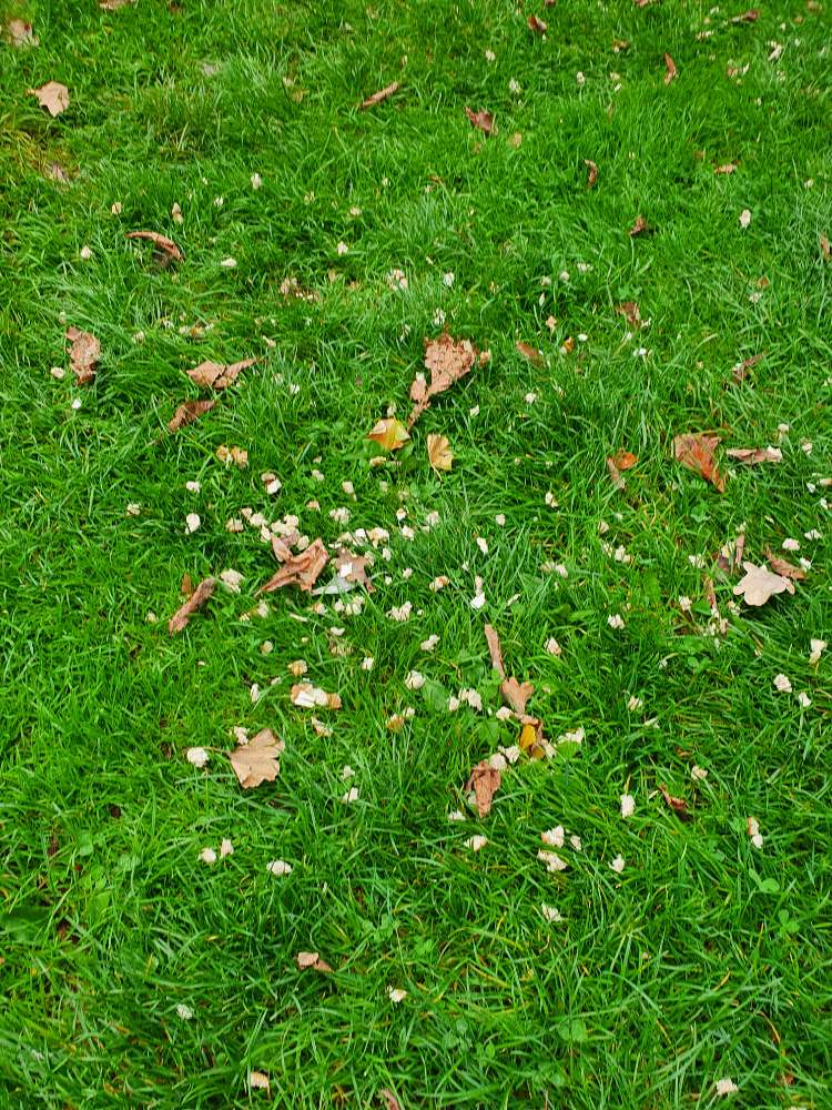 Giftköder-Sehr viele verteilte Brotstücke-Profilbild