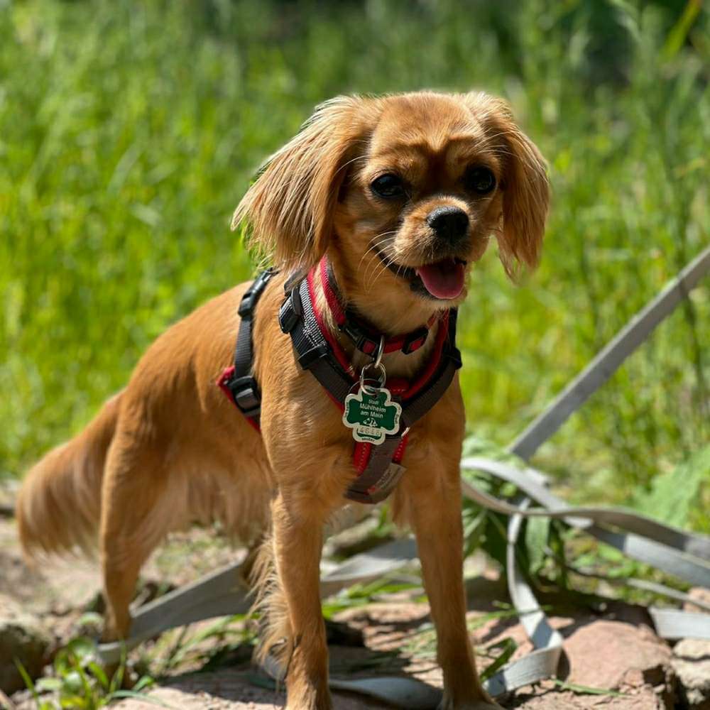 Hundetreffen-Hundetreffen in und um Mühlheim am Main-Profilbild