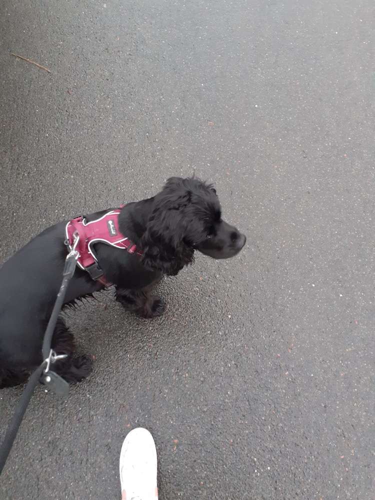 Hundetreffen-Gassirunde oder zum spielen-Profilbild