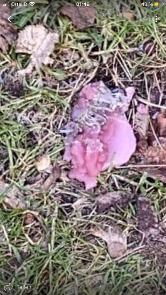 Giftköder-Achtung !!!!!! Sehr gefährlich-Profilbild