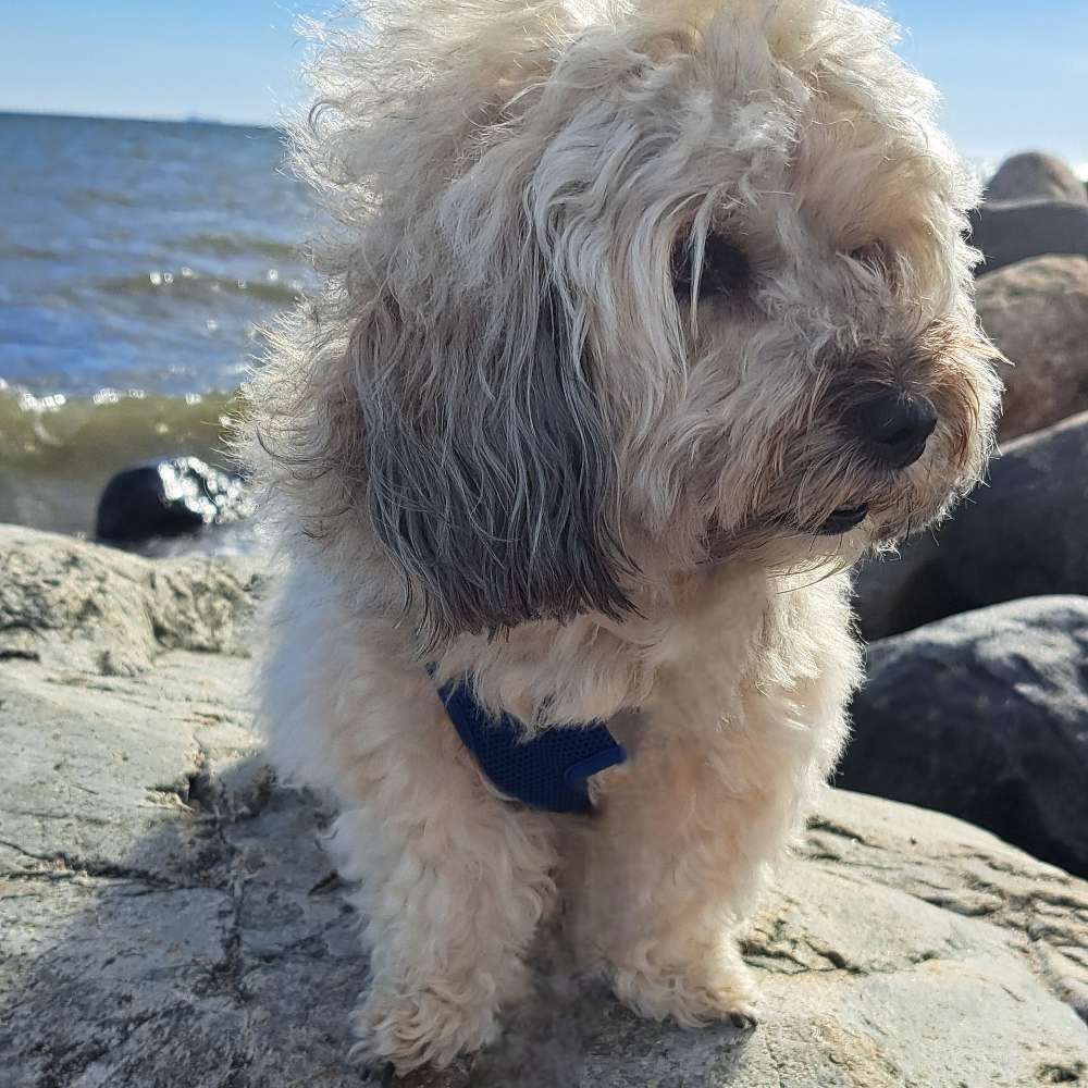 Hundetreffen-Spielkumpel:innen  in Bad Honnef und Umgebung-Profilbild