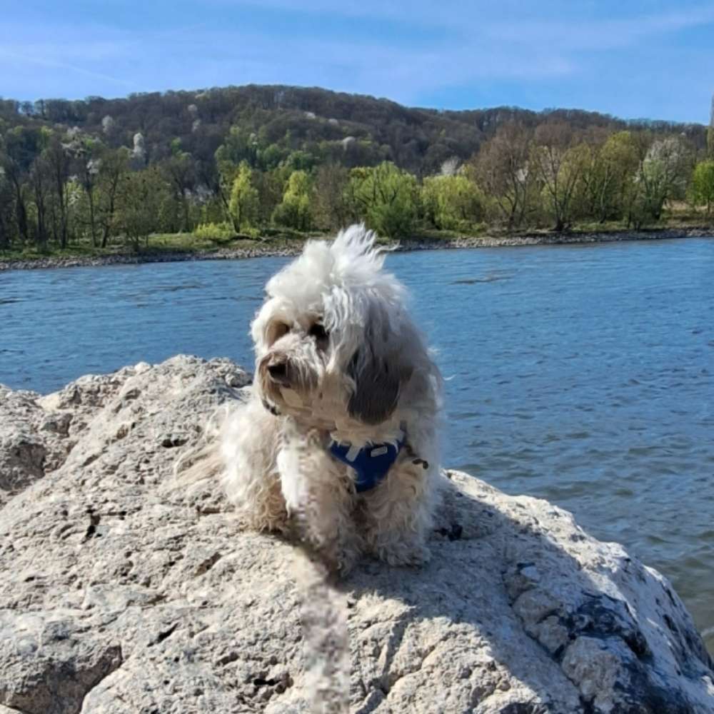 Hundetreffen-Spielkumpel:innen  in Bad Honnef und Umgebung-Profilbild