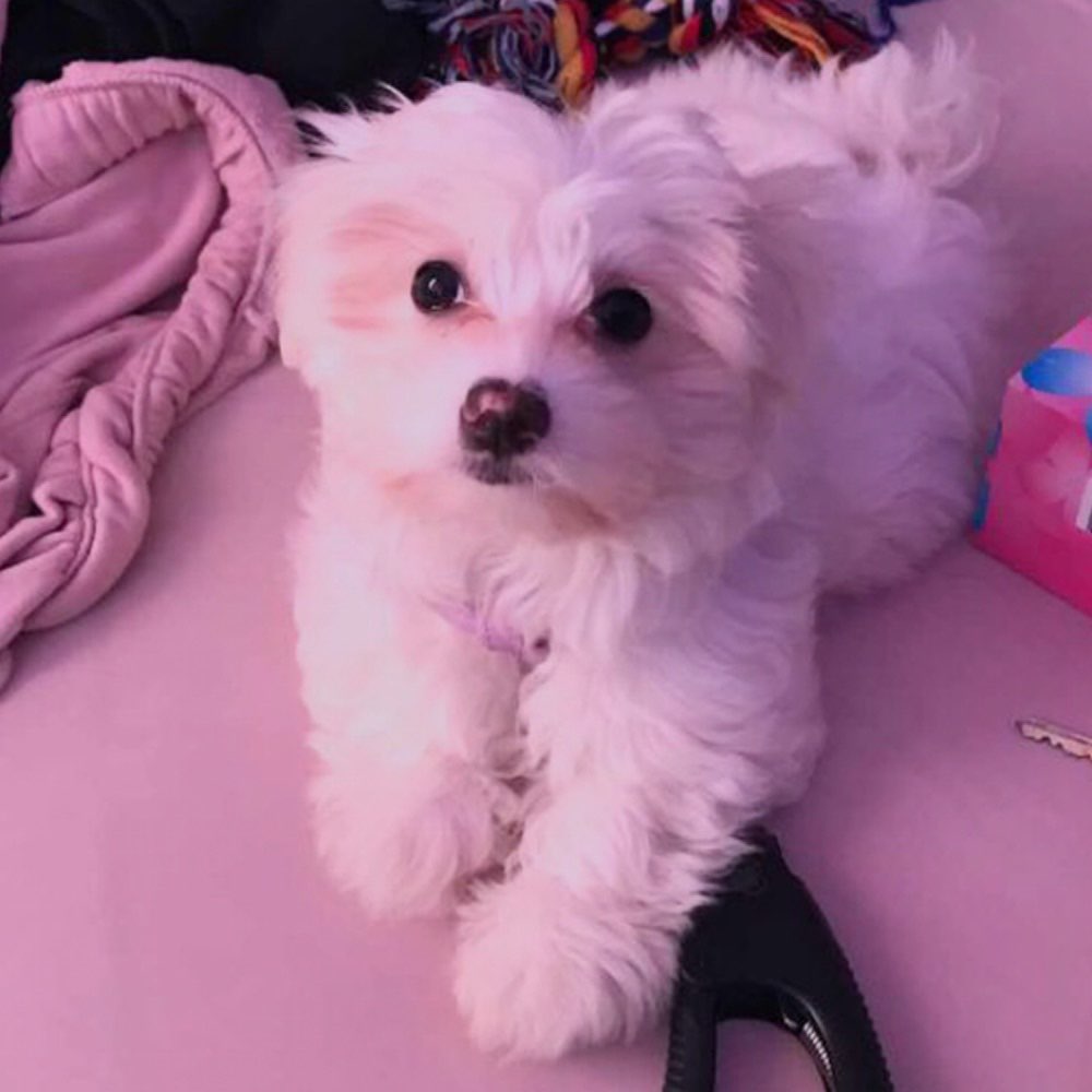 Hundetreffen-Gassi Runde, Hundetreffen-Profilbild