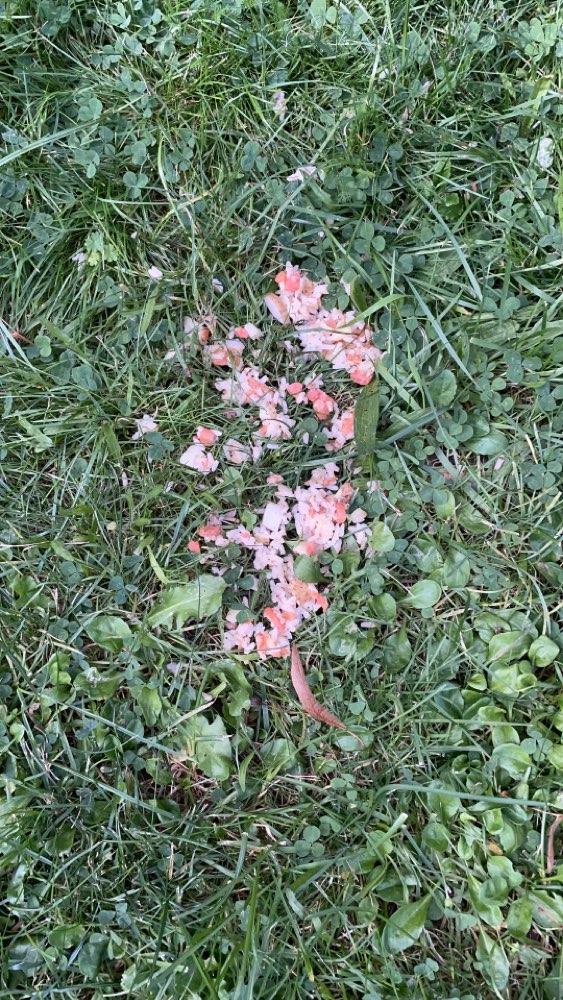 Giftköder-Lachs mit Reis verteilt auf Wiese-Profilbild