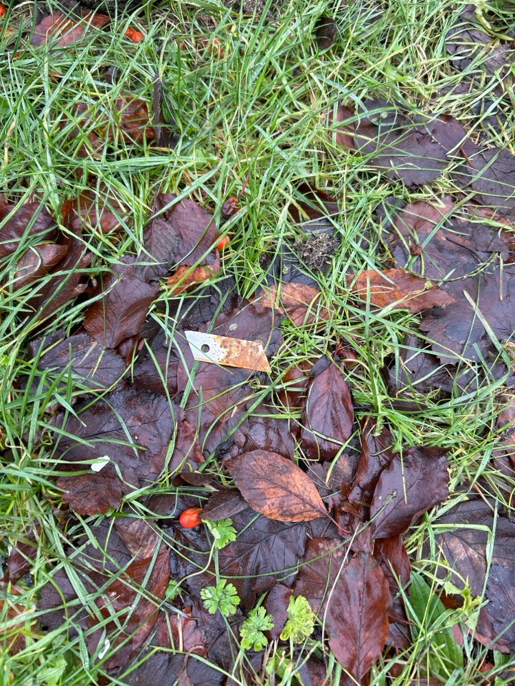 Giftköder-Rasierklinge!-Profilbild