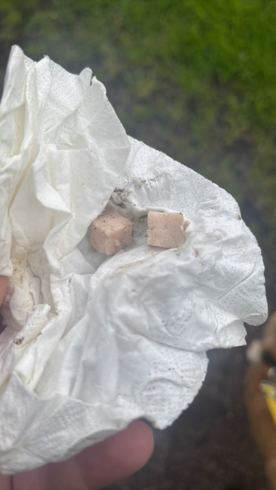 Giftköder-Wurststücke ausgelegt-Profilbild