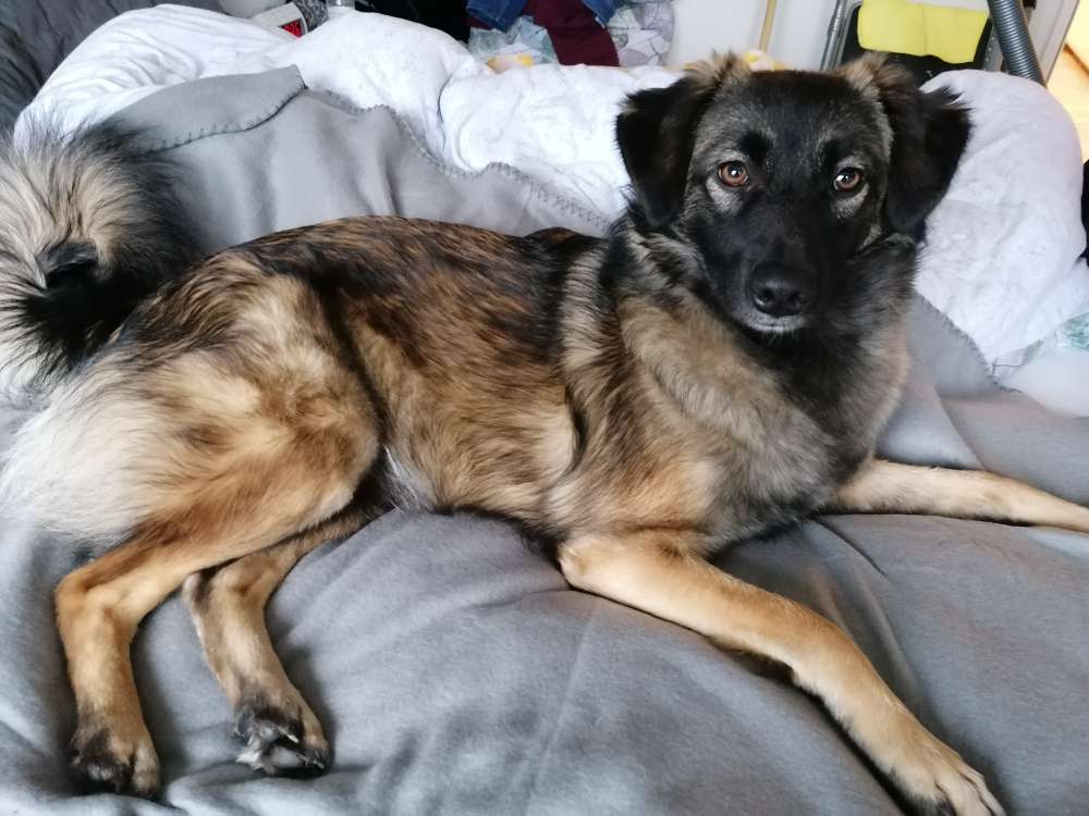 Hundetreffen-Spieletreff-Profilbild